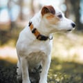 Sea to Summit Dog Collar