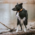 Sea to Summit Dog Collar