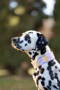 Dog Collars