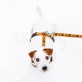 Sea To Summit Dog Leash