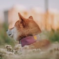 Alpha 360 Dog Collar Mauve Mix