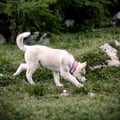 Alpha 360 Dog Collar Mauve Mix