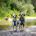 Alpha 360 Dog Harness Deep Teal