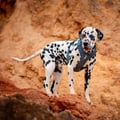Roam Dog Harness Deep Teal