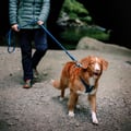 Roam Dog Harness Deep Teal