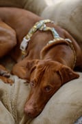 Dog wearing a Woolly Wolf soft webbing harness