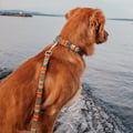 Nightless Night Dog Leash