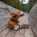 Nightless Night Dog Leash