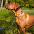 Nightless Night Dog Leash