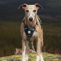 Horizon Dog Harness
