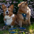 Horizon Dog Harness