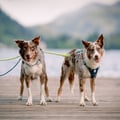 Horizon Dog Harness