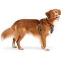 Horizon Dog Harness