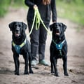 Horizon Dog Harness