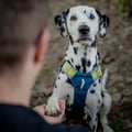 Alpha 360 Dog Harness Deep Teal
