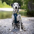 Alpha 360 Dog Harness Deep Teal
