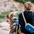 Alpha 360 Dog Harness Deep Teal