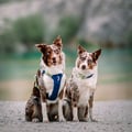 Alpha 360 Dog Harness Deep Teal