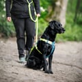 Alpha 360 Dog Harness Deep Teal