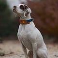 Alpha 360 Dog Collar Terracotta Mix