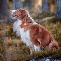 Alpha 360 Dog Collar Terracotta Mix