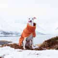Alpha 360 Dog Fleece Pullover Terracotta / Clay