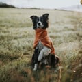 Alpha 360 Dog Fleece Pullover Terracotta / Clay