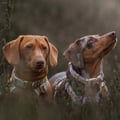 Image 4 of Jack, April, Maple & Bramble