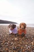 Jack, April, Maple & Bramble