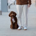 Sunshower Dog Leash