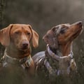Sunshower Dog Collar