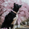 Sunshower Dog Collar