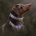 Sunshower Dog Collar