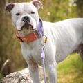Rope Dog Leash Lavender