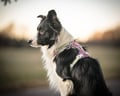 Alpha 360 harness in mauve