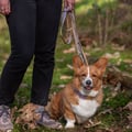 Multi-use Dog Leash Thin Lavender Mix