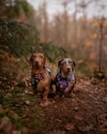 Jack, April, Maple & Bramble