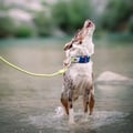 Alpha 360 Dog Collar Deep Teal