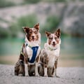 Alpha 360 Dog Collar Deep Teal