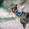 Alpha 360 Dog Collar Deep Teal