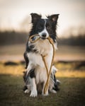 Dog leashes
