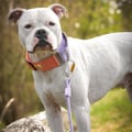 Color Block Martingale Dog Collar Salmon Pink