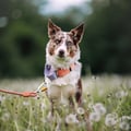Color Block Martingale Dog Collar Salmon Pink