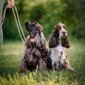 Rope Dog Leash Salmon Pink