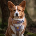 Sunshower Dog Harness