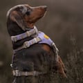 Sunshower Dog Harness