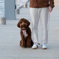 Sunshower Dog Harness