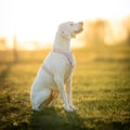 Sunshower Dog Harness