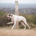 Sunshower Dog Harness