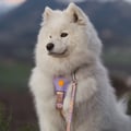 Sunshower Dog Harness